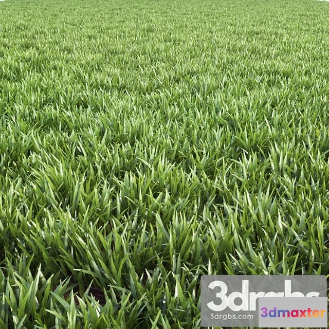 1060772 - Arch Grass 02