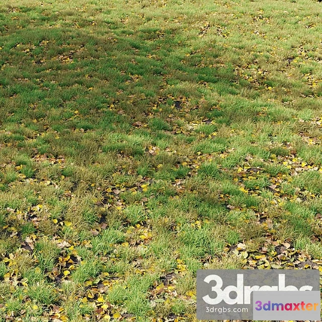 1060776 - Autumn grass 01