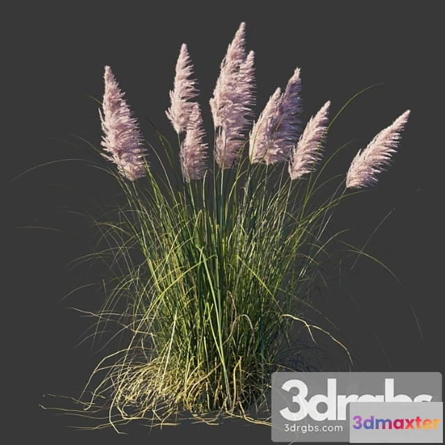 1060788 - cortaderia selloana rosea