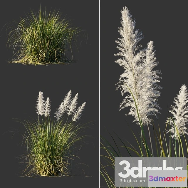 1060790 - cortaderia selloana