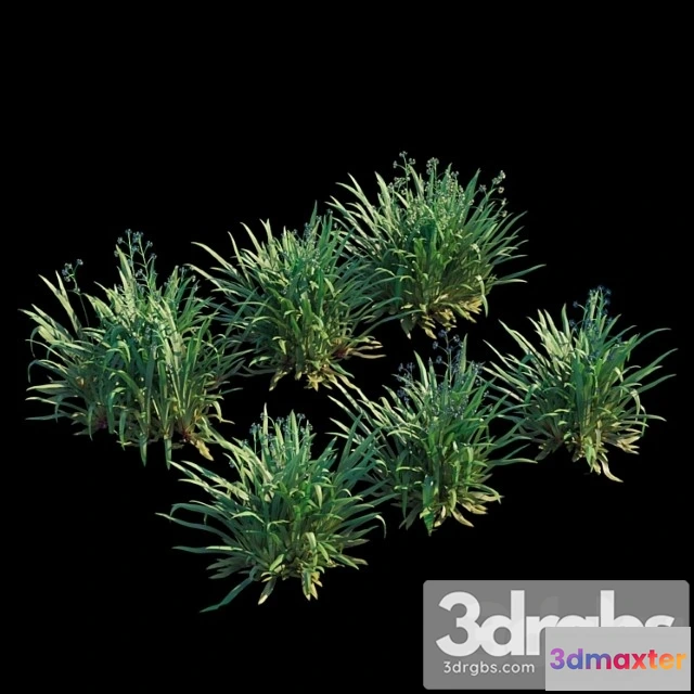 1060794 - Dianella caerulea