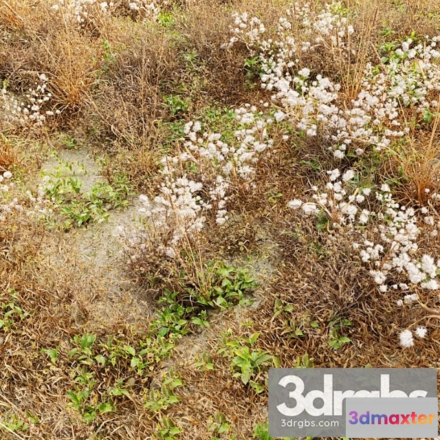 1060802 - Dry meadow