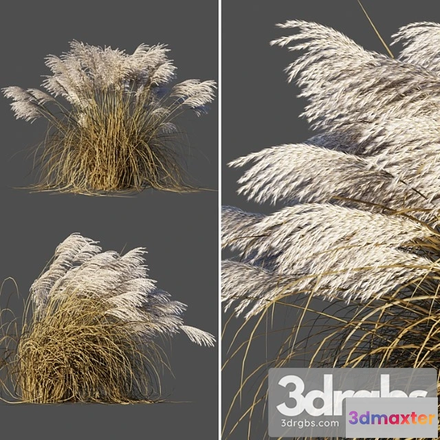 1060804 - dry miscanthus sinensis