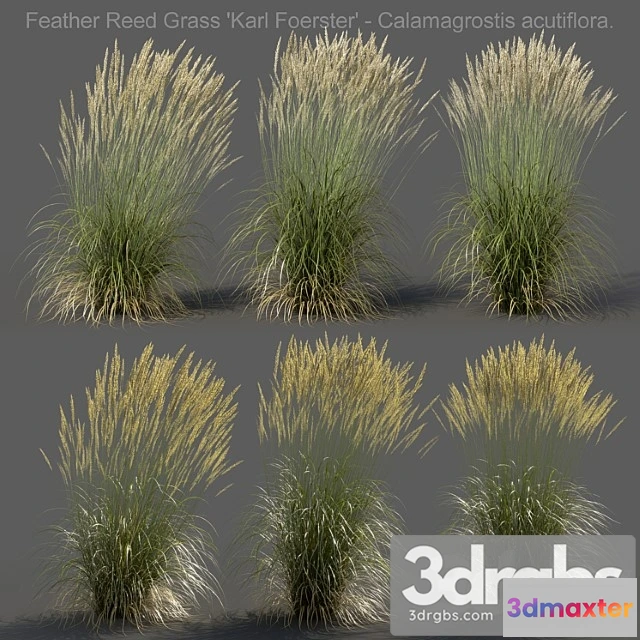 1060812 - Feather reed grass - calamagrostis acutiflora - high