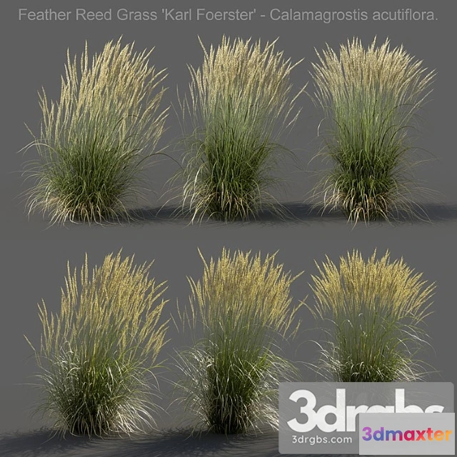 1060816 - Feather reed grass - calamagrostis acutiflora - medium