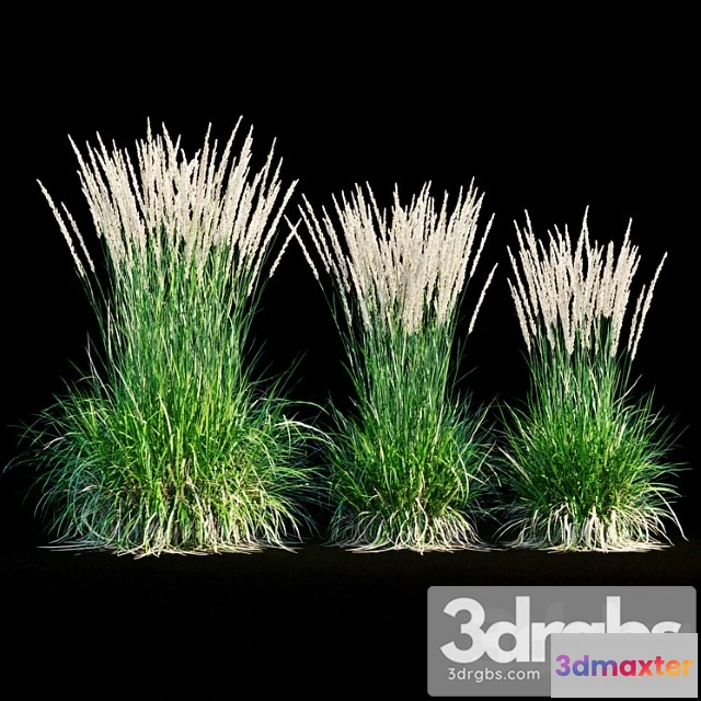 1060818 - Feather reed grass