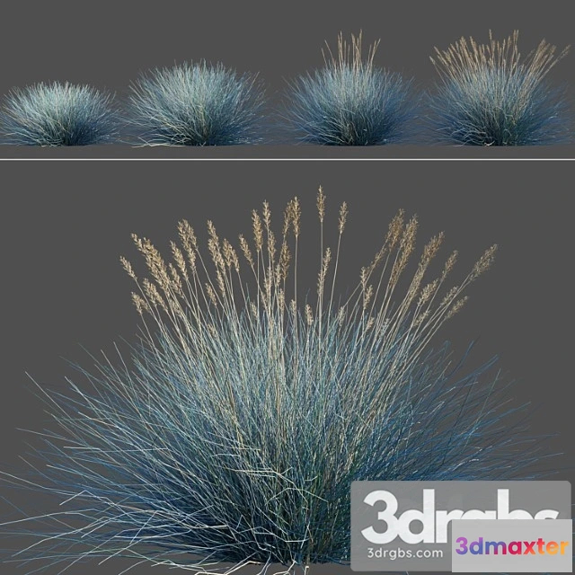 1060820 - festuca glauca