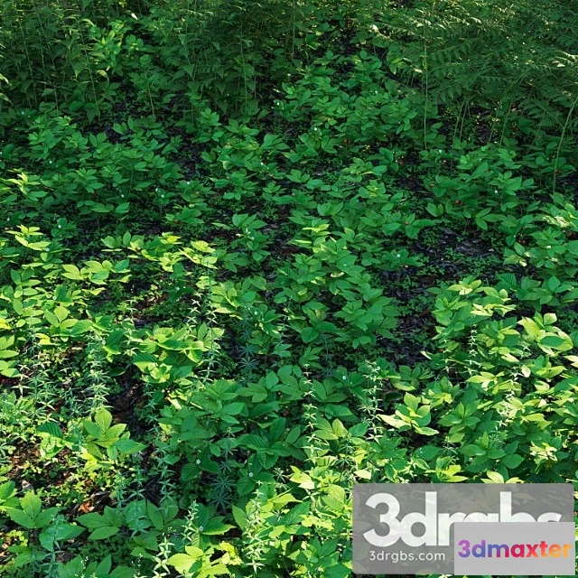 1060834 - Forest grass 3