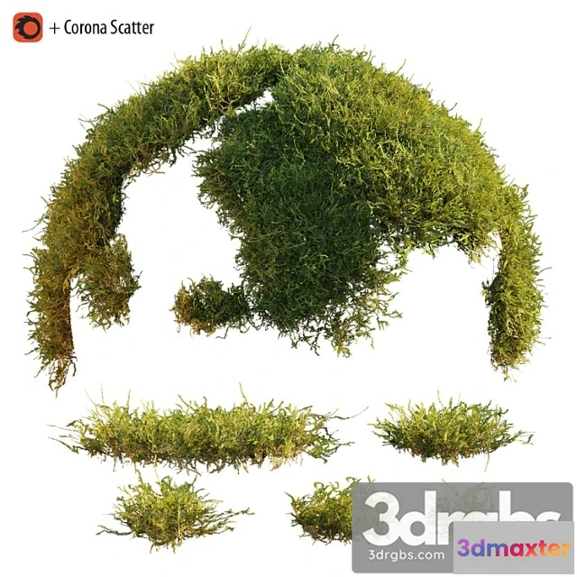 1060842 - Forest moss