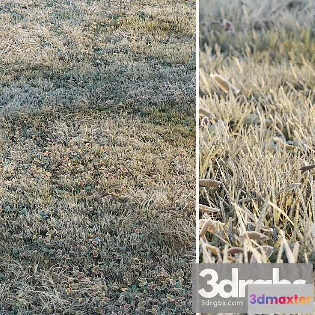 1060846 - Frosty grass