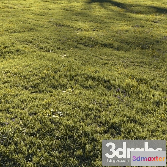 1060852 - Grass and flower