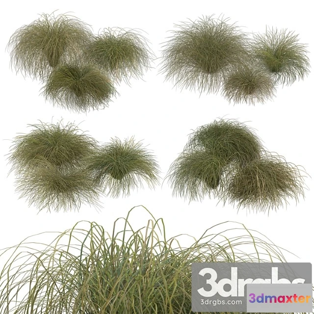 1060888 - Hairsedge
