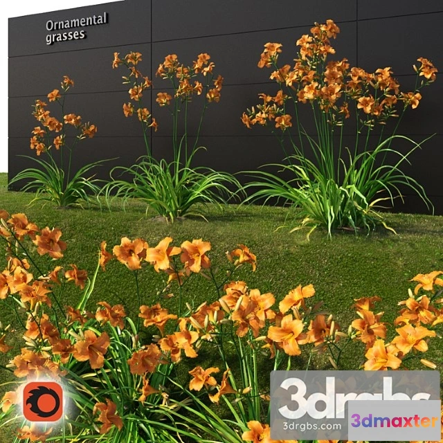 1060890 - hemerocallis lilioasphodelus (corona version)