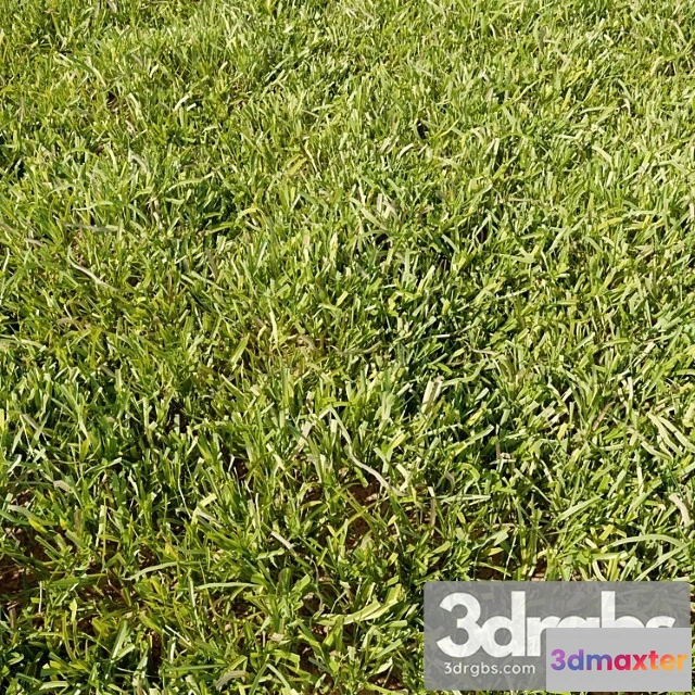 1060892 - High details grass