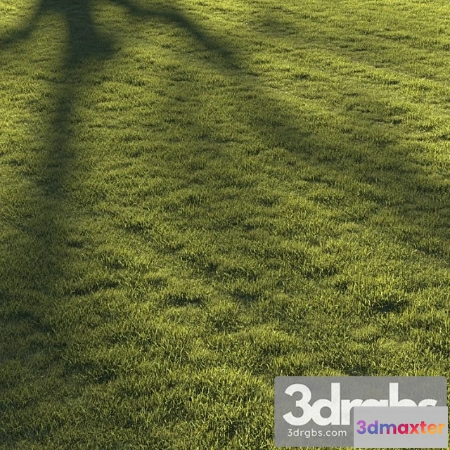 1060902 - Lawn grass №2