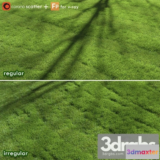 1060904 - Lawn grass