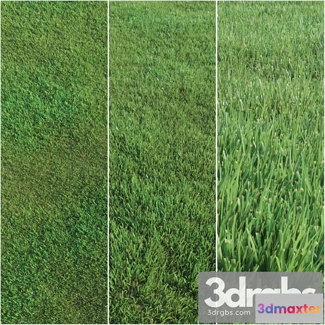 1060906 - Lawn grass_222