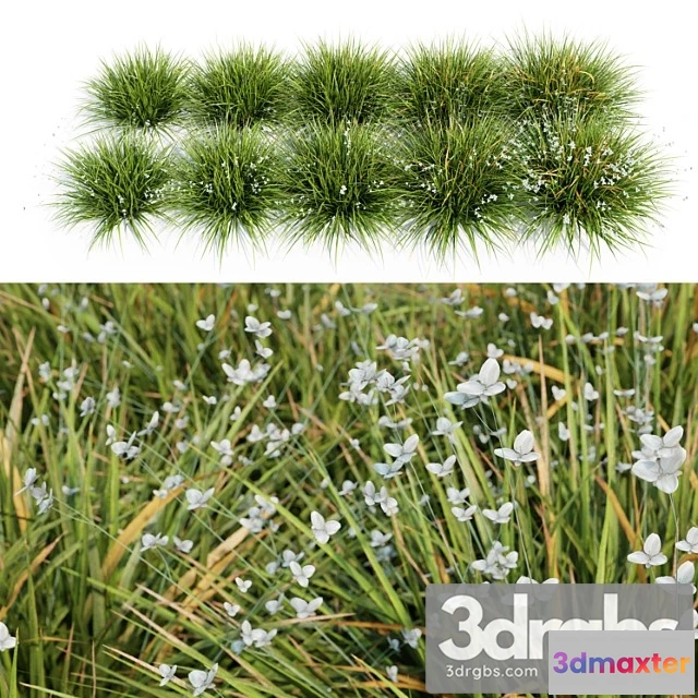 1060914 - Libertia grandiflora - 10 modular pieces