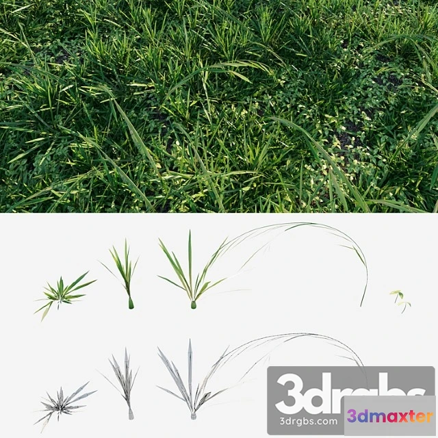 1060930 - Meadow grass - No.2