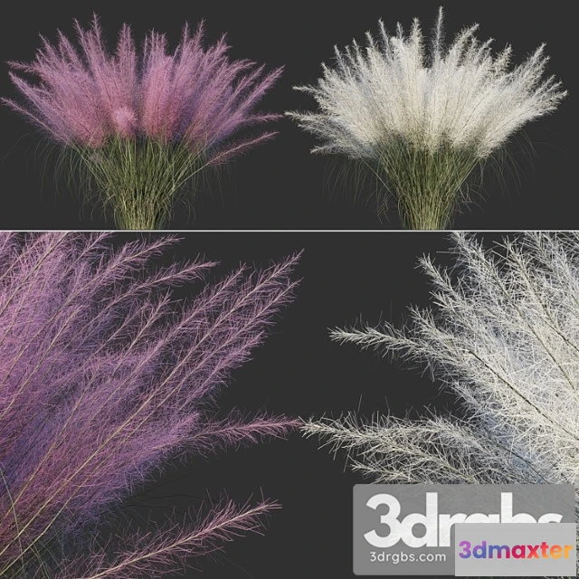 1060942 - muhlenbergia capillaris