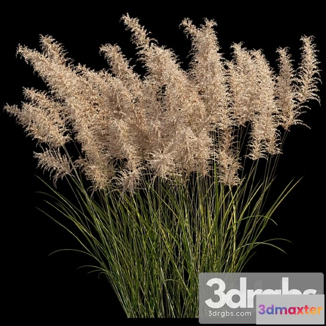 1060950 - Pampas grass