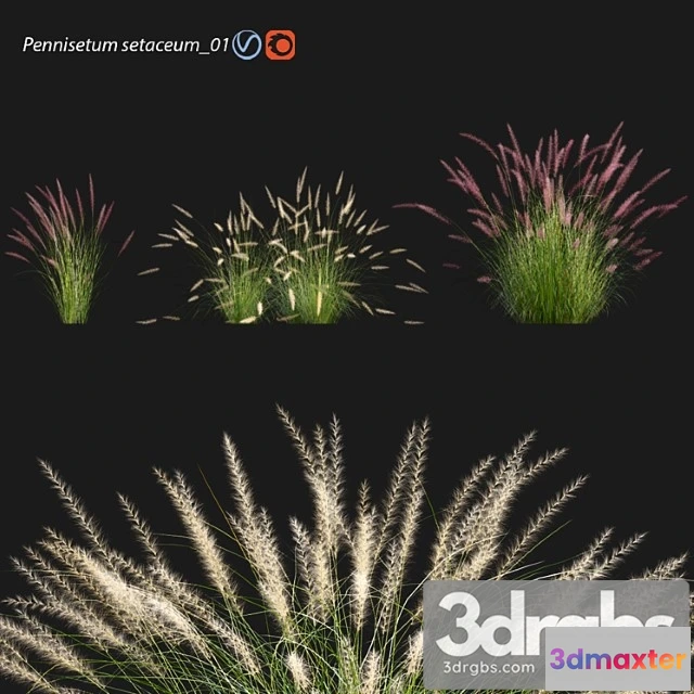 1060952 - Pennisetum setaceum 01