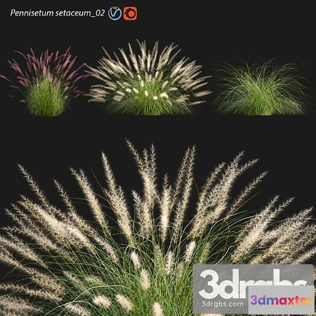 1060954 - Pennisetum setaceum 02