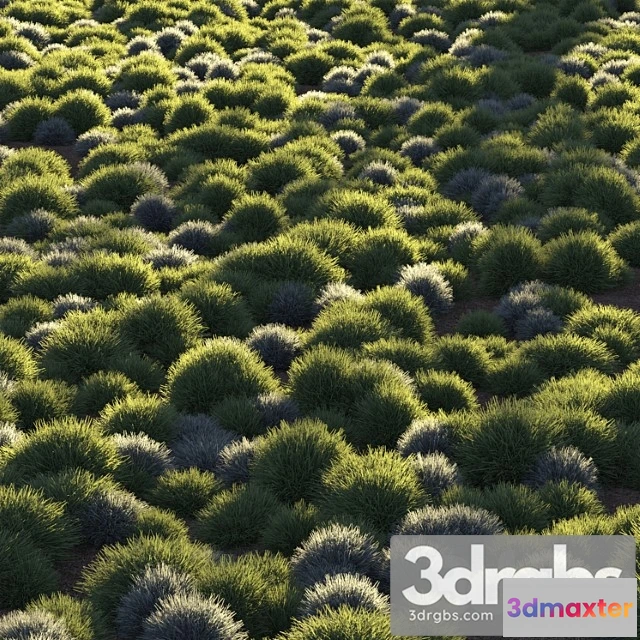 1060968 - Round grass