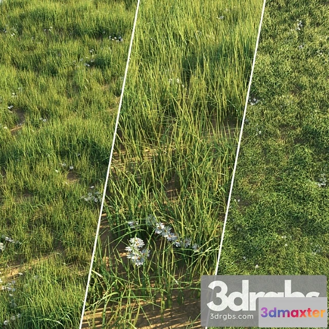 1060988 - Uncut grass lawn