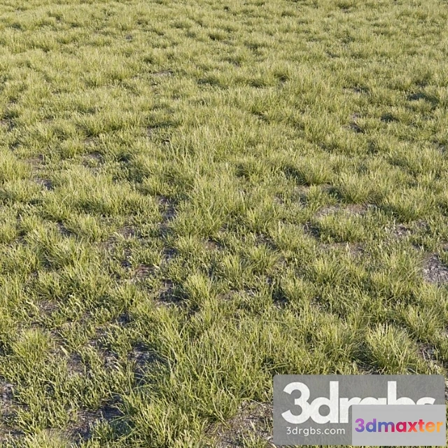 1060994 - Wild grass