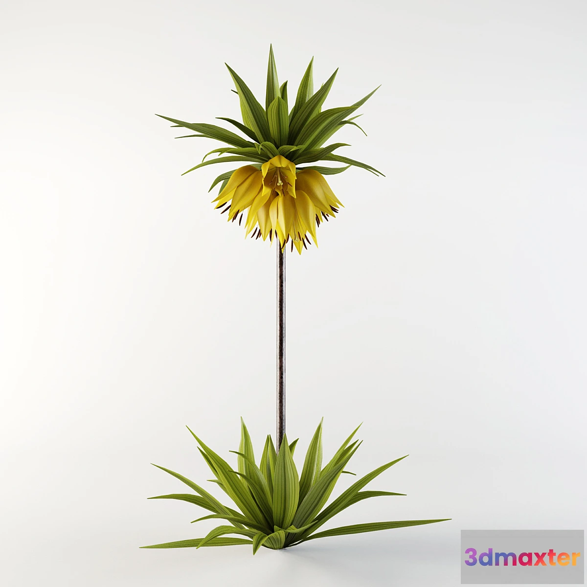 1271367 - Imperial Fritillaria - No.3 3D Max