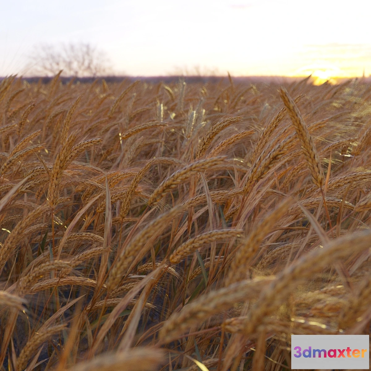 1272614 - Wheat 3D Max