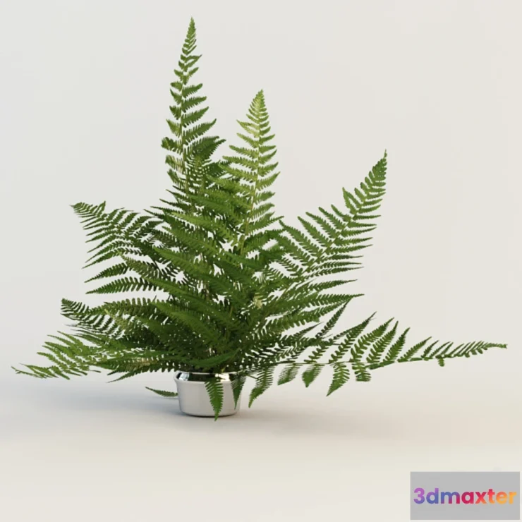 1273948 - fern 3D Max
