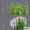 1273966 - Equisetum 3D Max