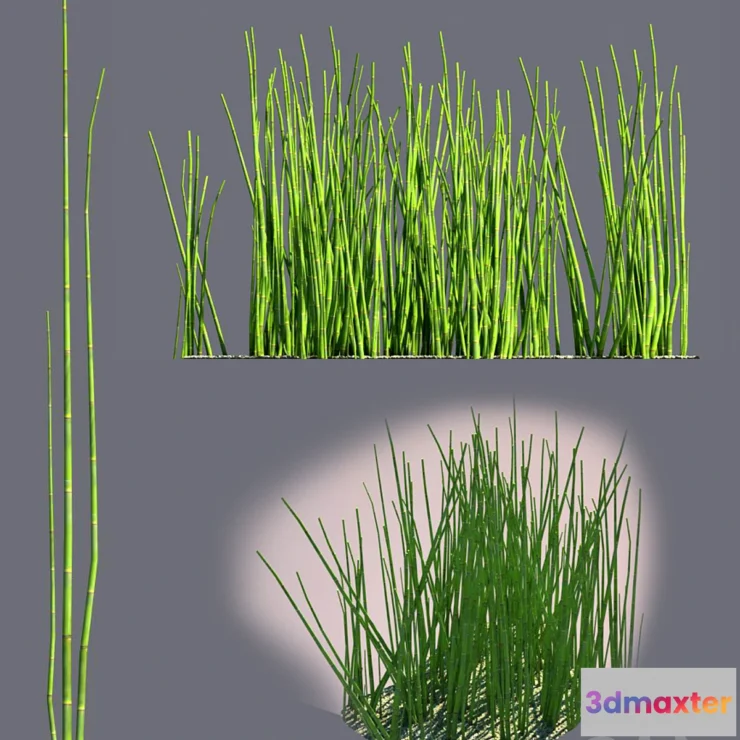 1273966 - Equisetum 3D Max