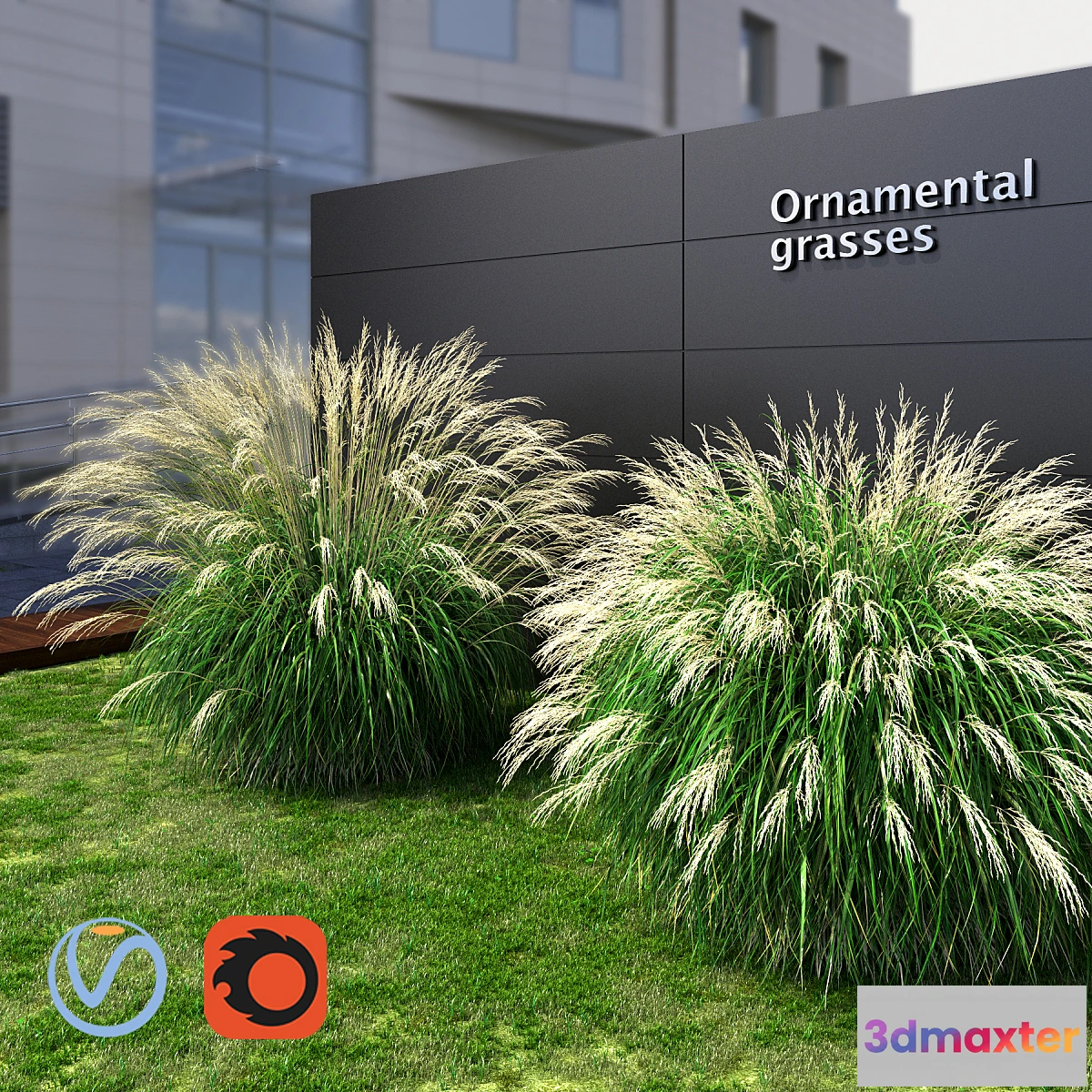 1287302 - Ornamental grass Miscanthus large 3D Max