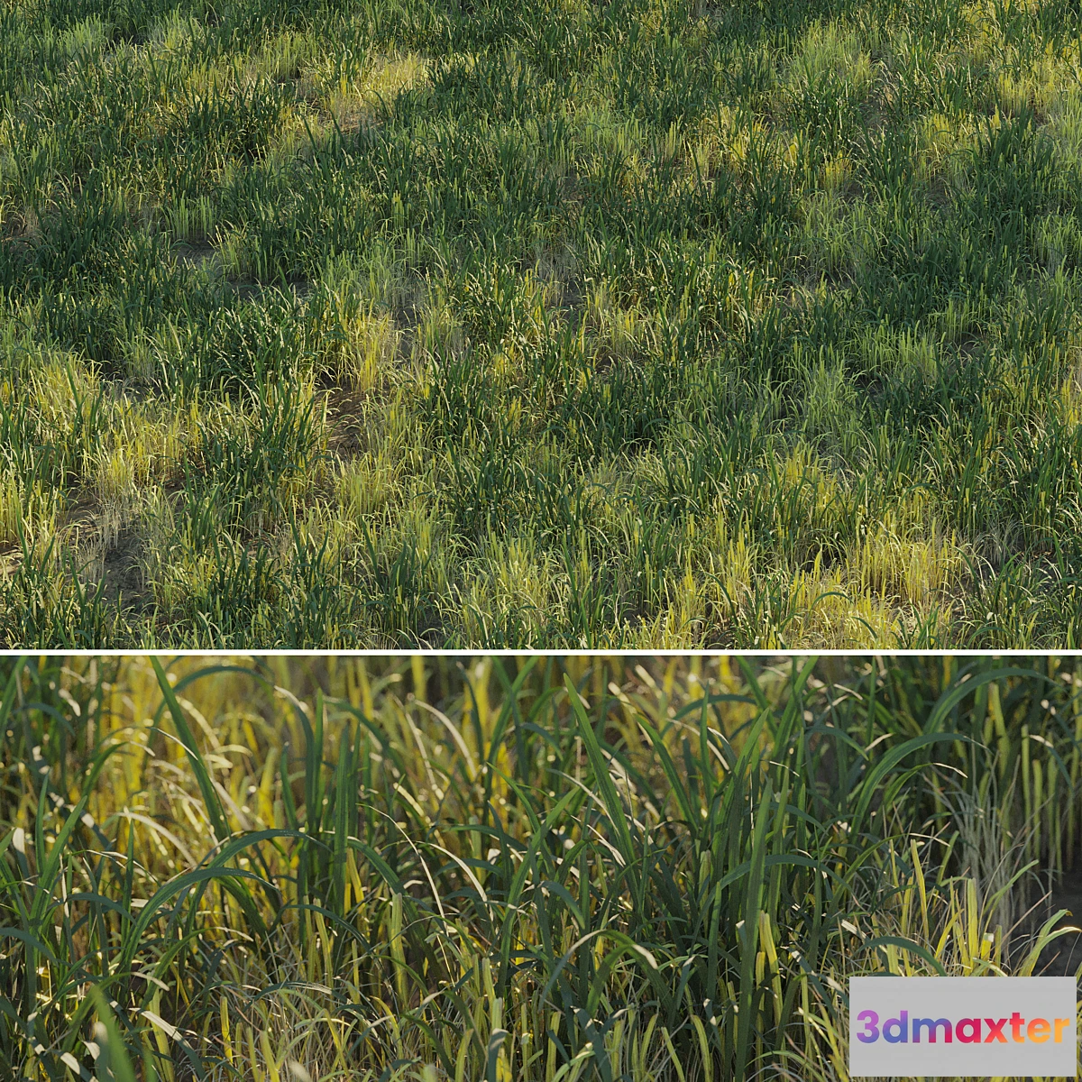 1294247 - Uncut forest grass collection 03 3D Max