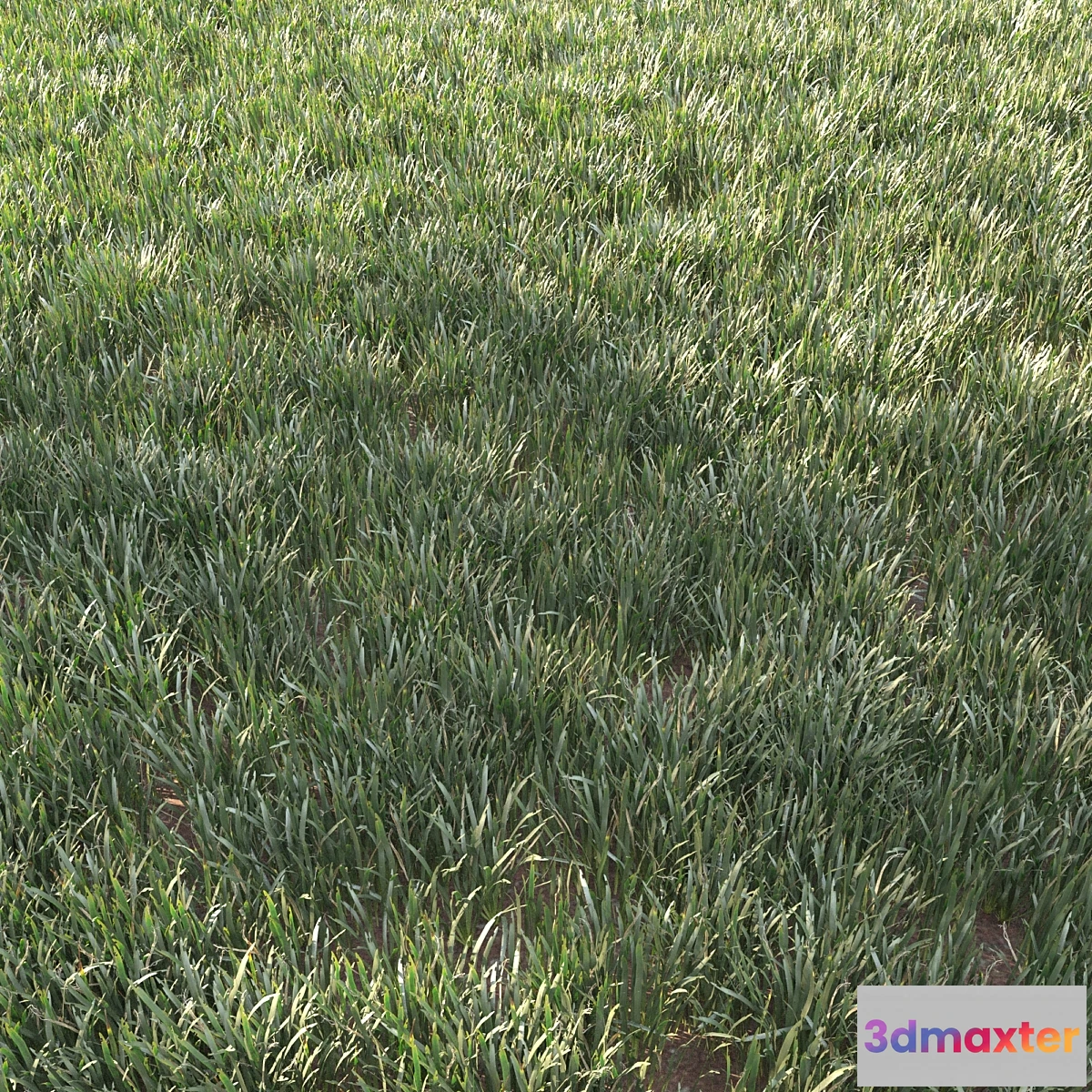 1296333 - grass for landscape 11 3D Max