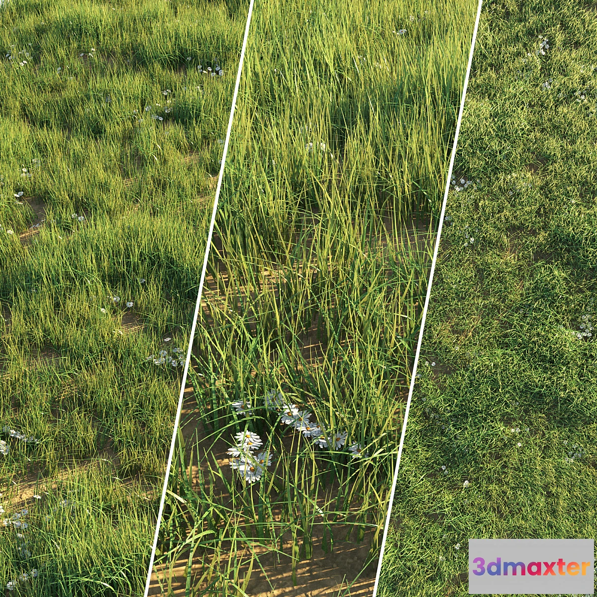 1300641 - Uncut grass lawn - No.2 3D Max