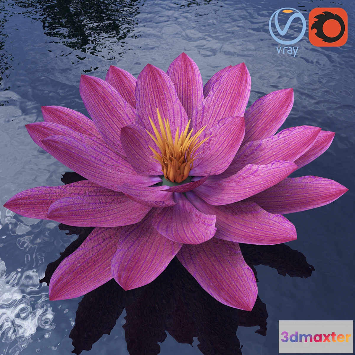 1312134 - Water lily - Water lily 3D Max