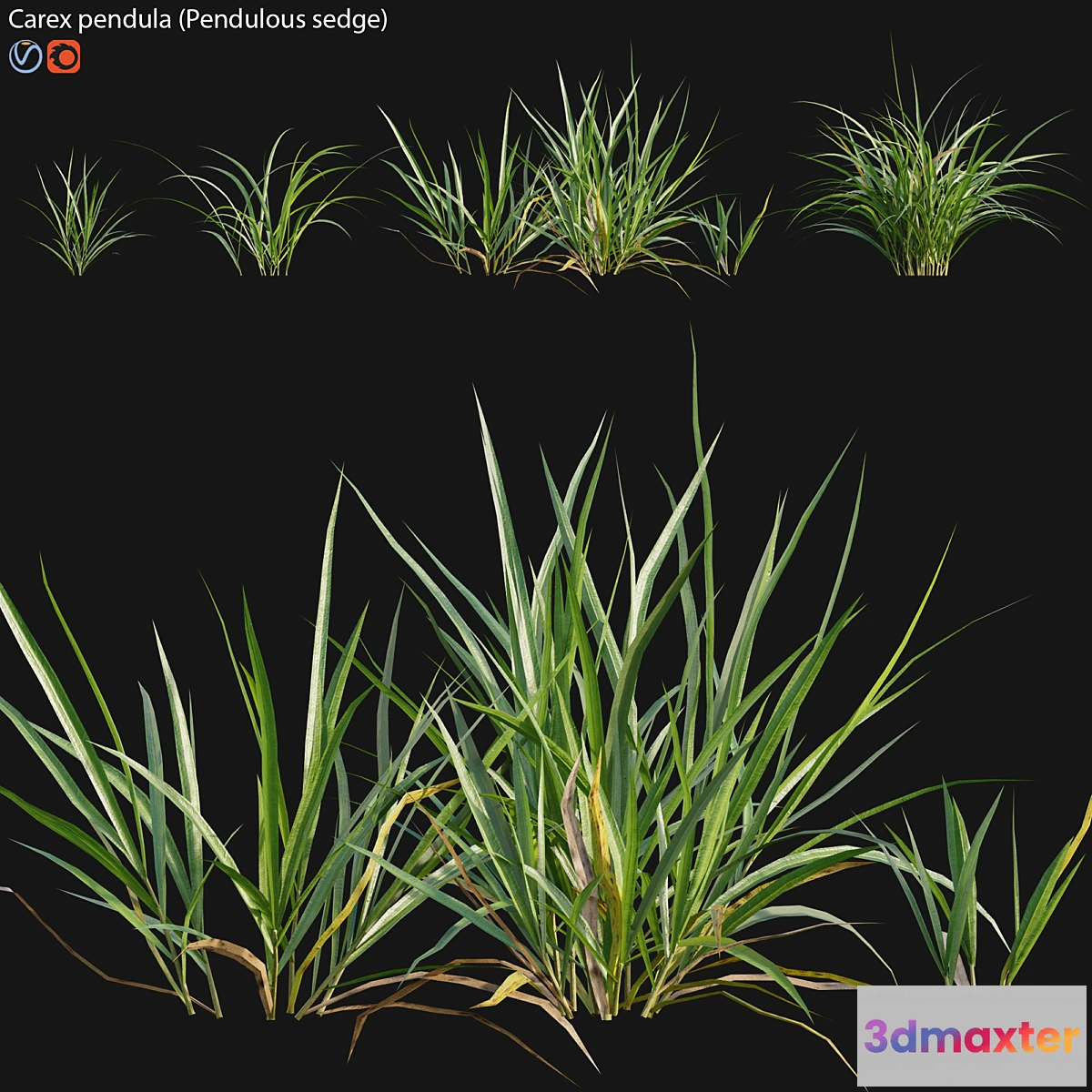 1312420 - Carex pendula - Pendulous sedge -01 3D Max