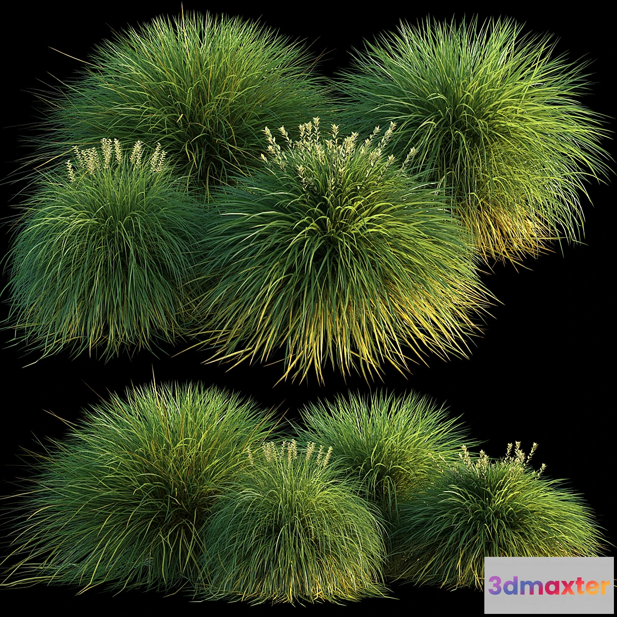 1321747 - Miscanthus 3D Max