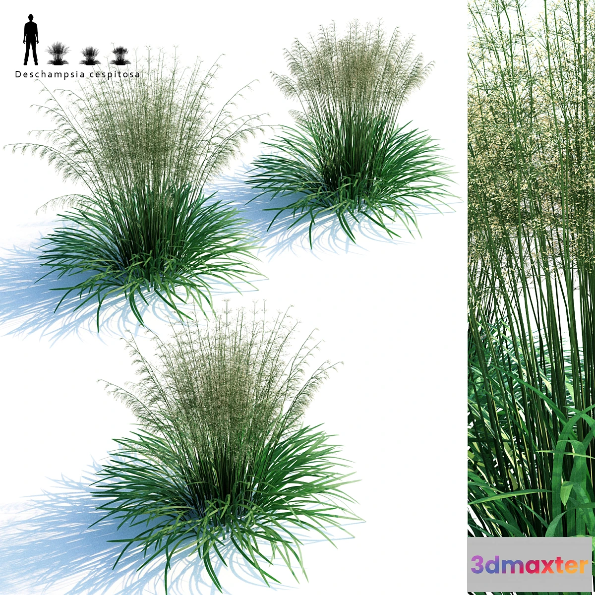 1323157 - Lugovik turfy (Pike)  Deschampsia cespitosa 3D Max