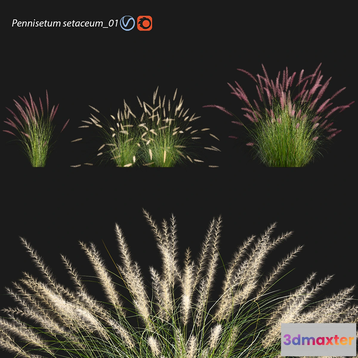 1329569 - Pennisetum setaceum_01 3D Max