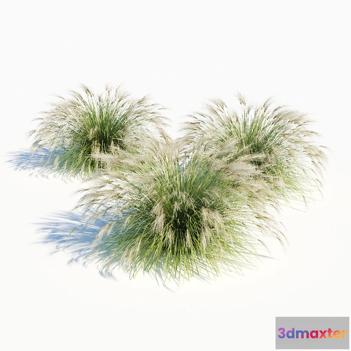 1331670 - Miscanthus sinensis 3D Max