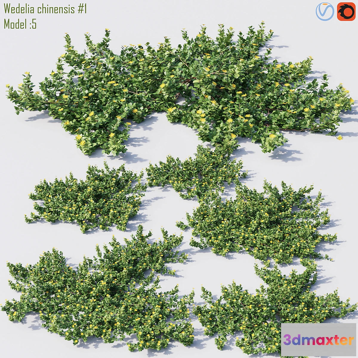 1333498 - Wedelia chinensis # 1 3D Max