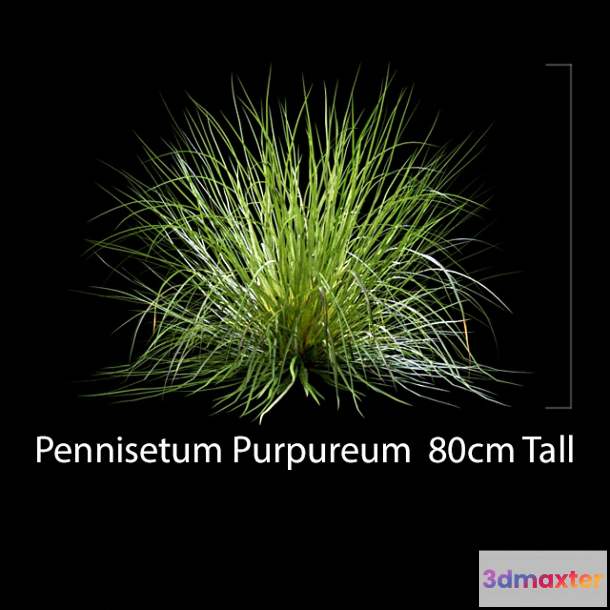 1333515 - Pennisetum Purpureum 3D Max