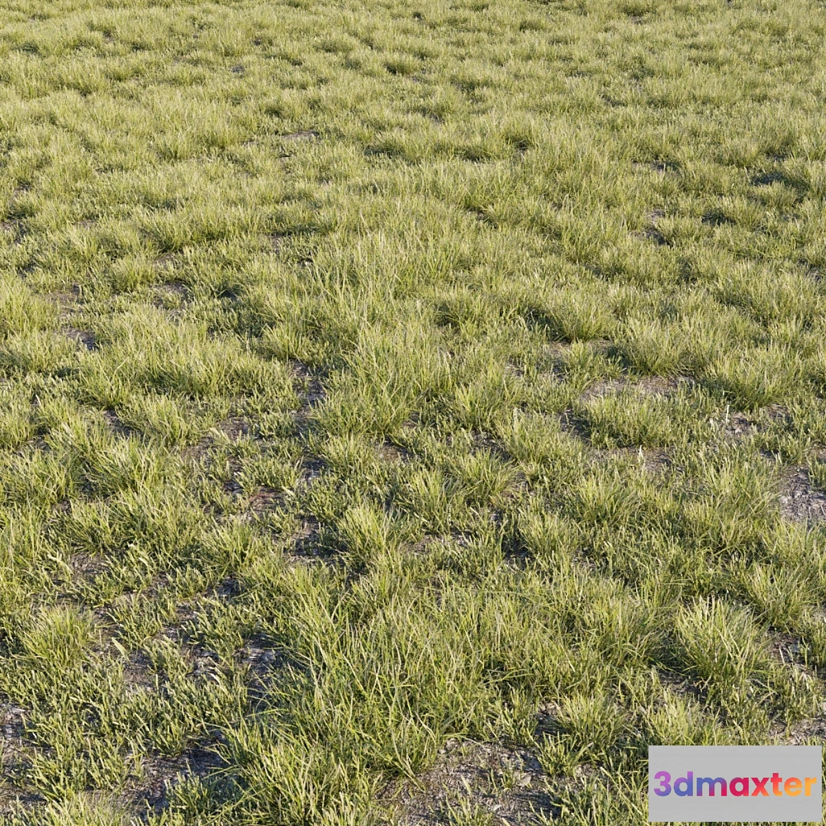 1334275 - Wild grass 3D Max