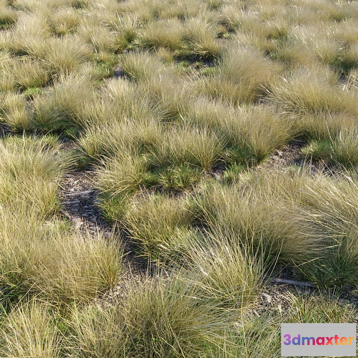 1334384 - Eskdale grass 3D Max