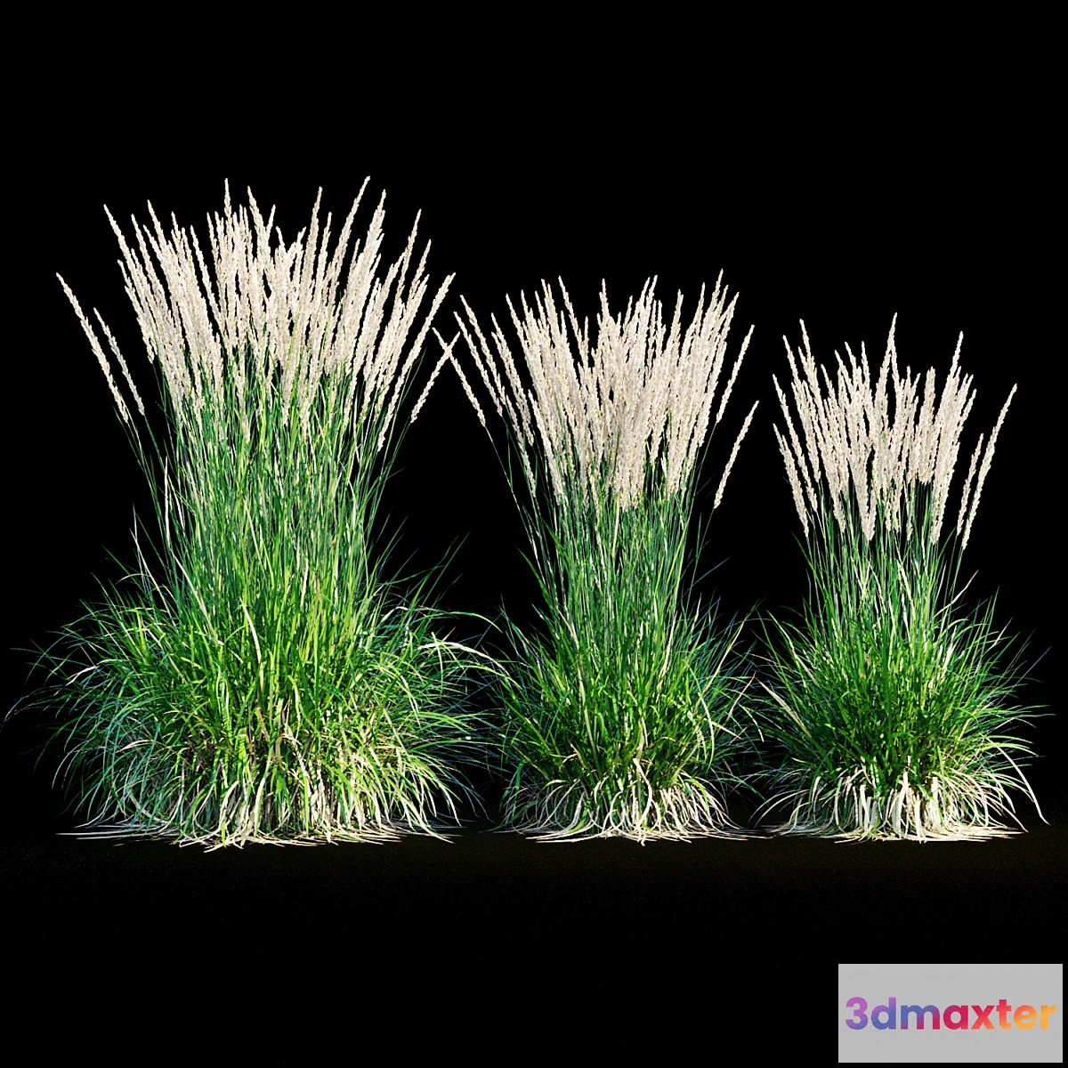 1340252 - Feather reed grass - No.2 3D Max